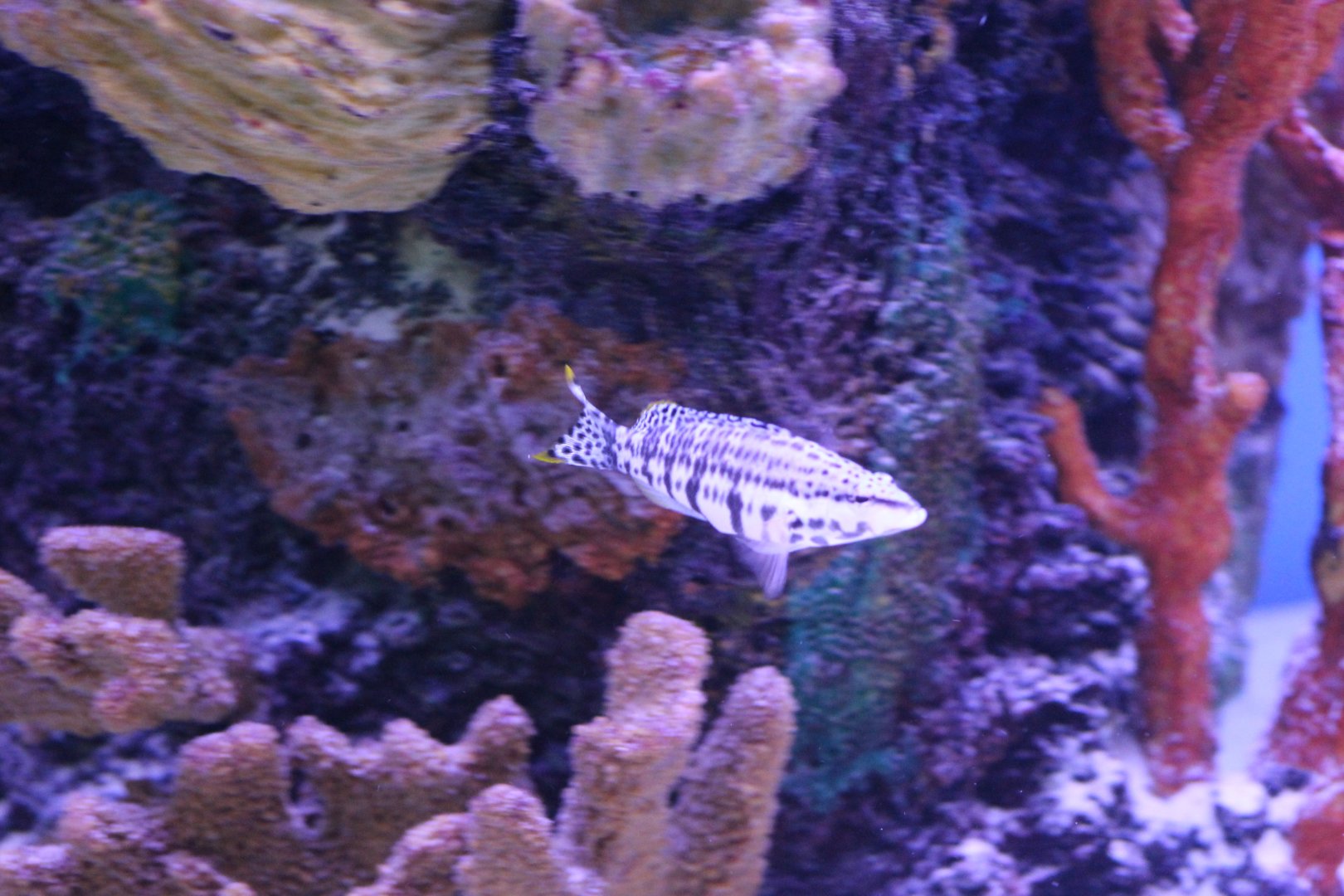 Wrasse ID
