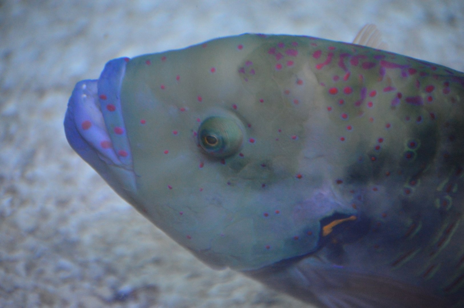Wrasse ID
