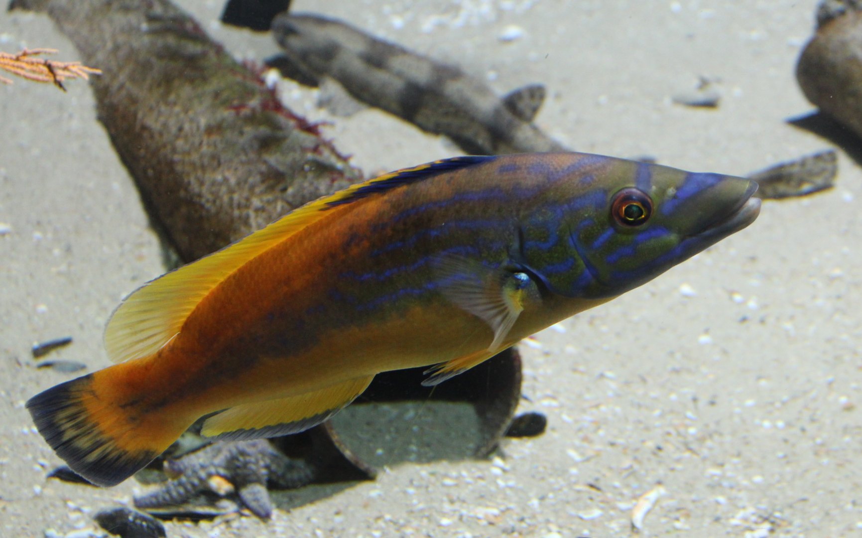 Wrasse ID