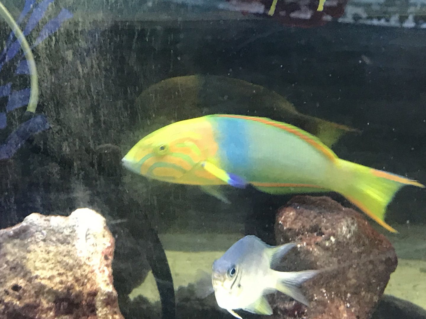 Wrasse ID