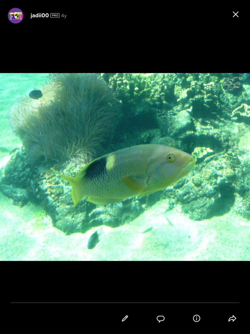 Wrasse ID?