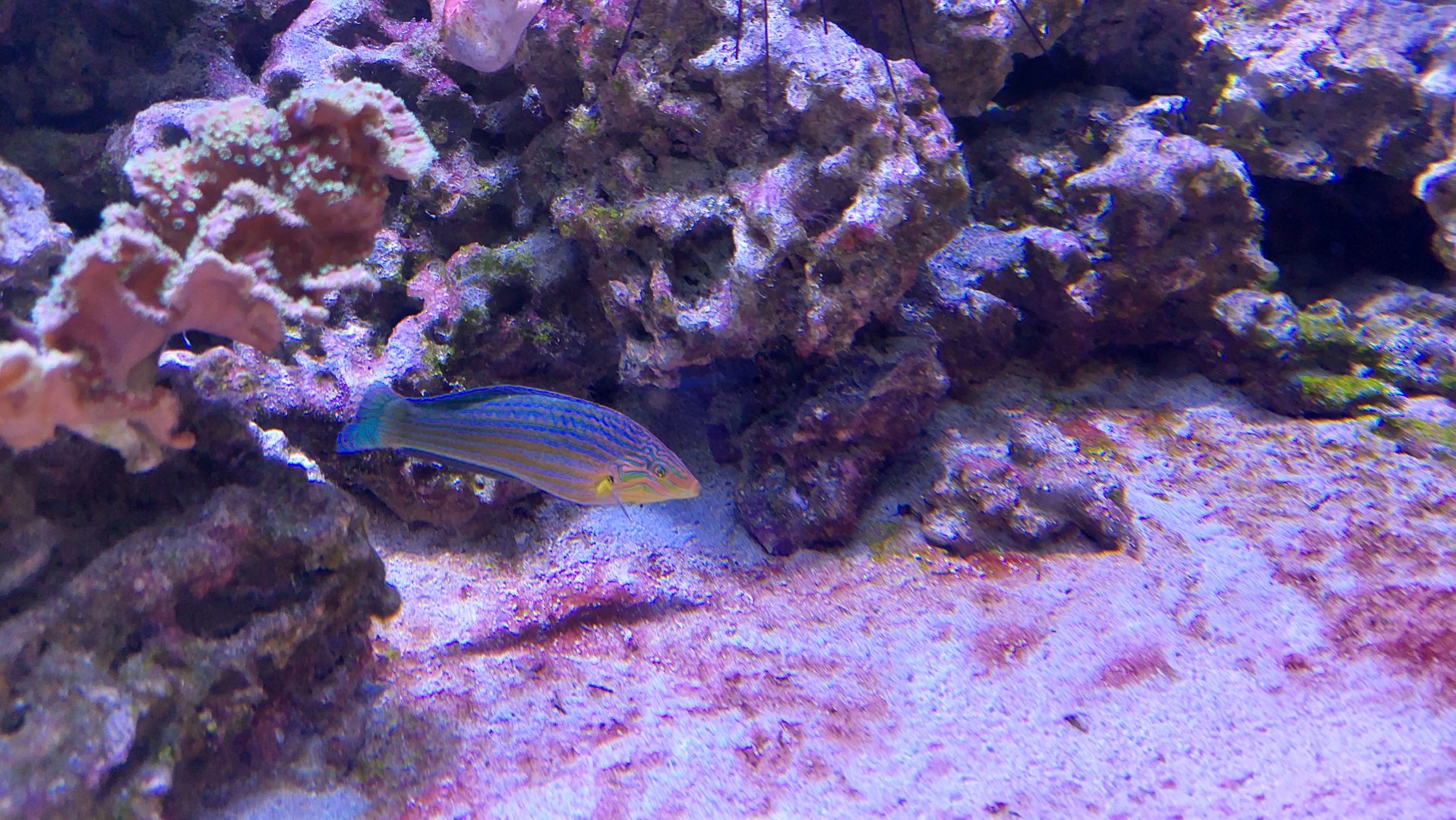 Wrasse ID