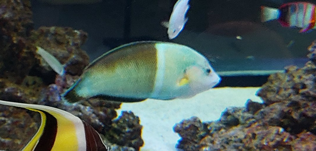 Wrasse ID
