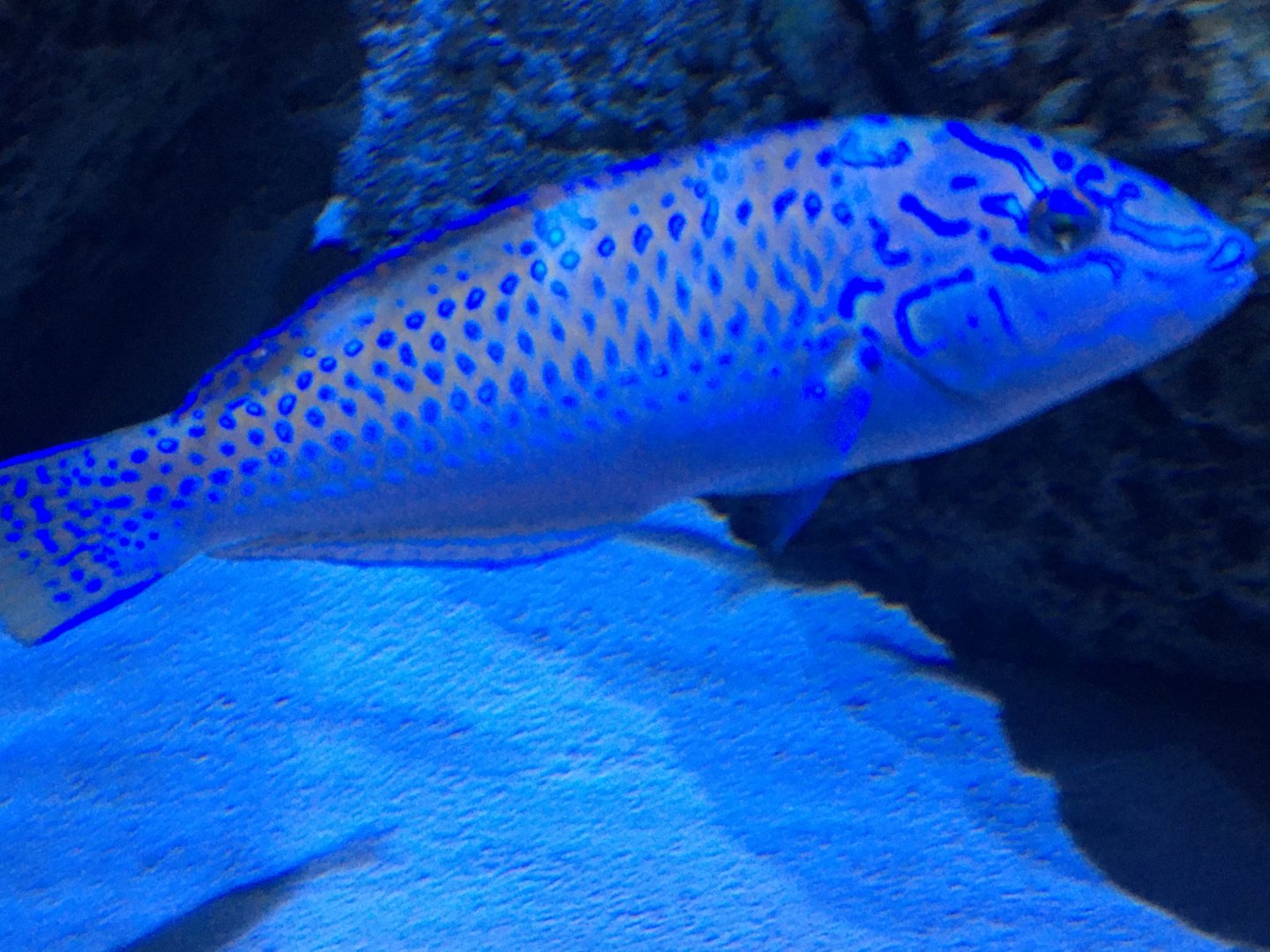Wrasse ID?