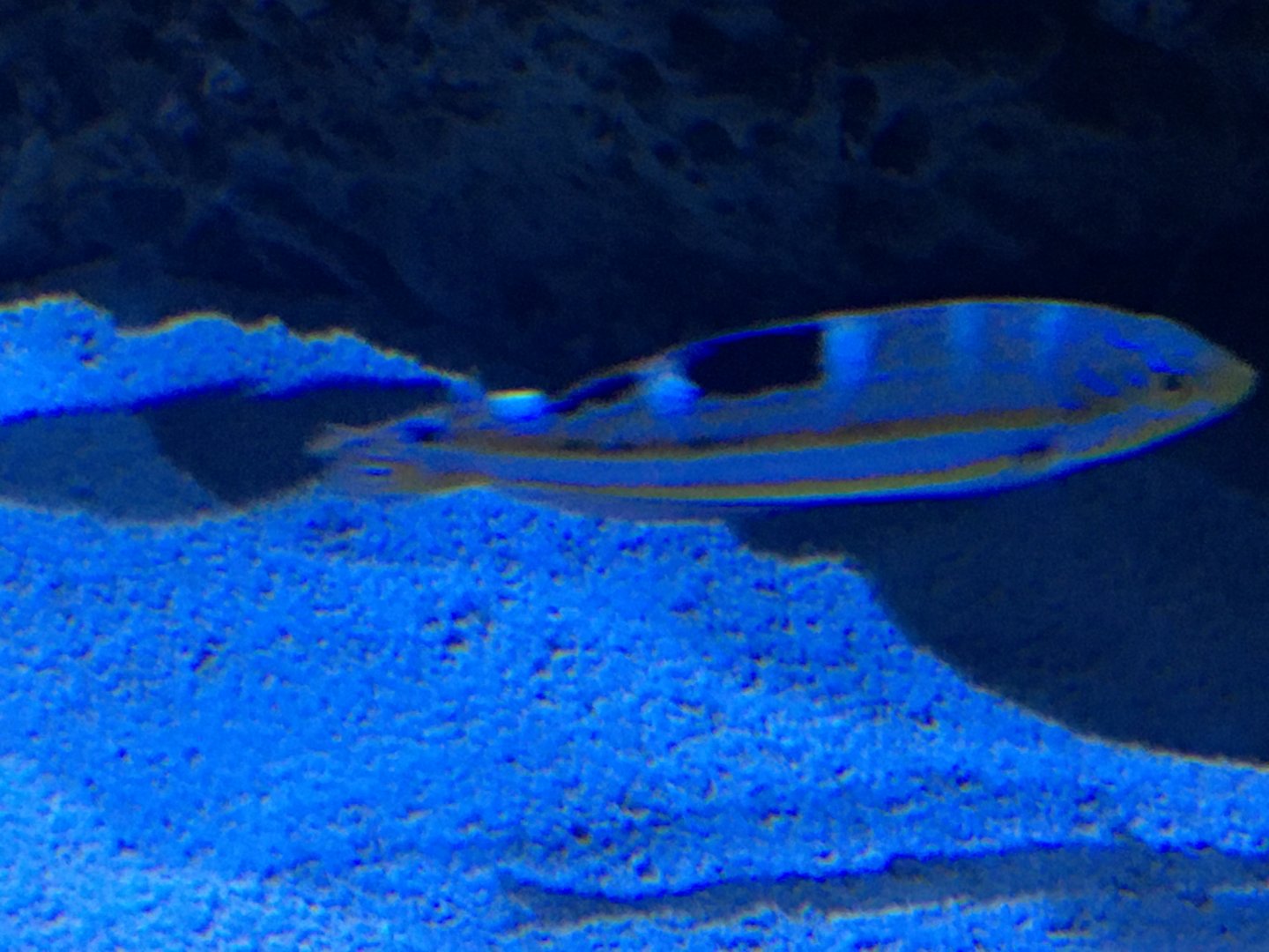 Wrasse ID?