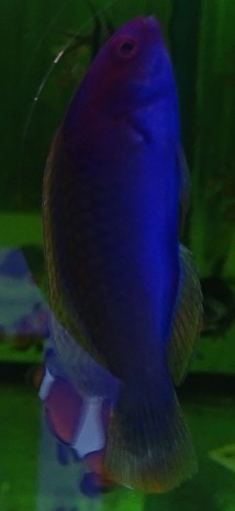 Wrasse ID