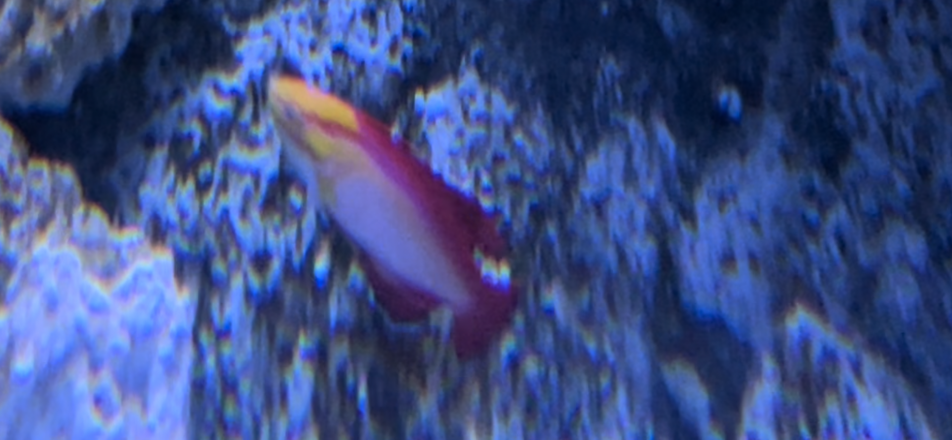 Wrasse id