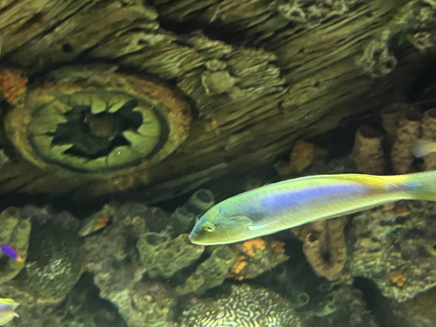 Wrasse ID?