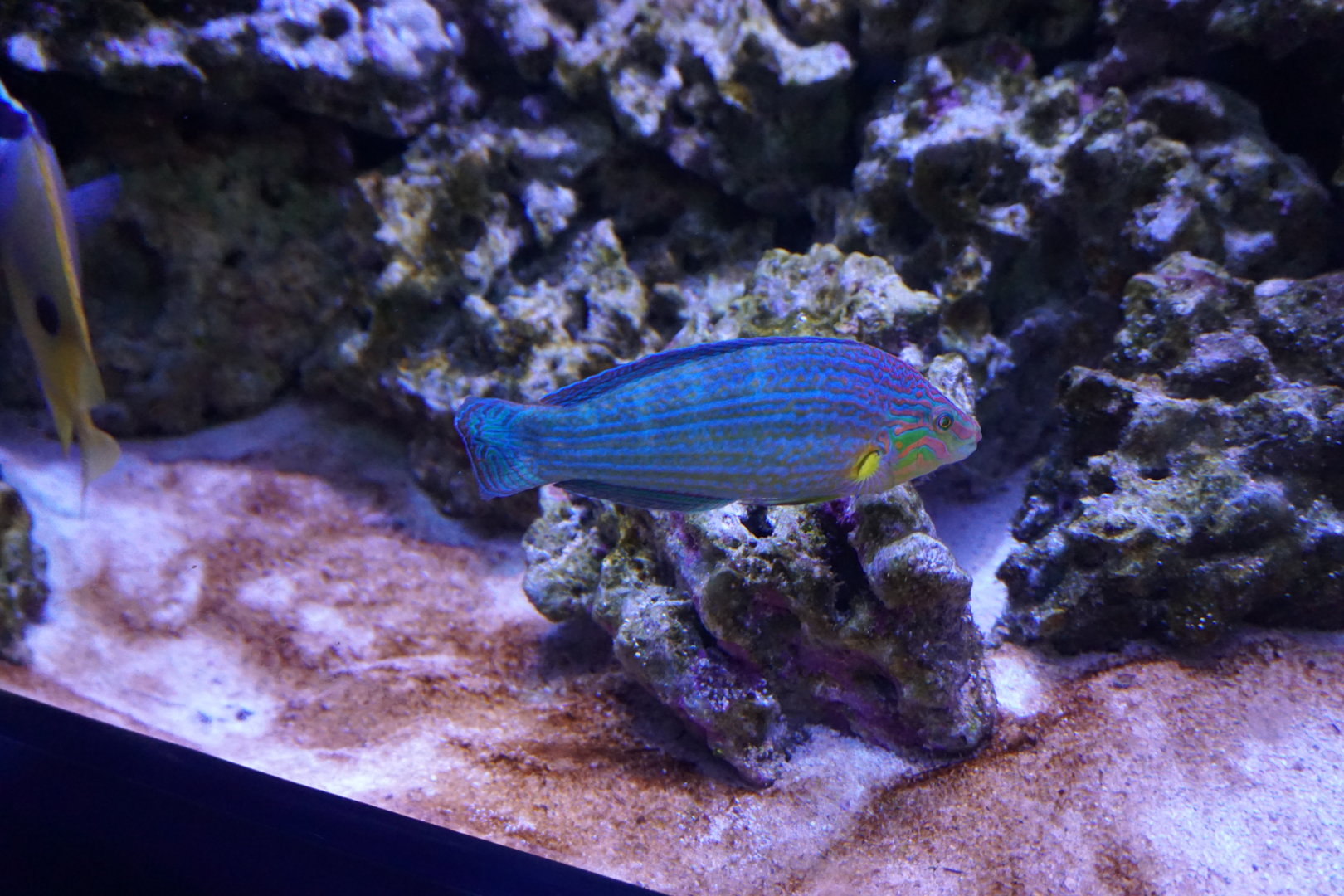 Wrasse? Id