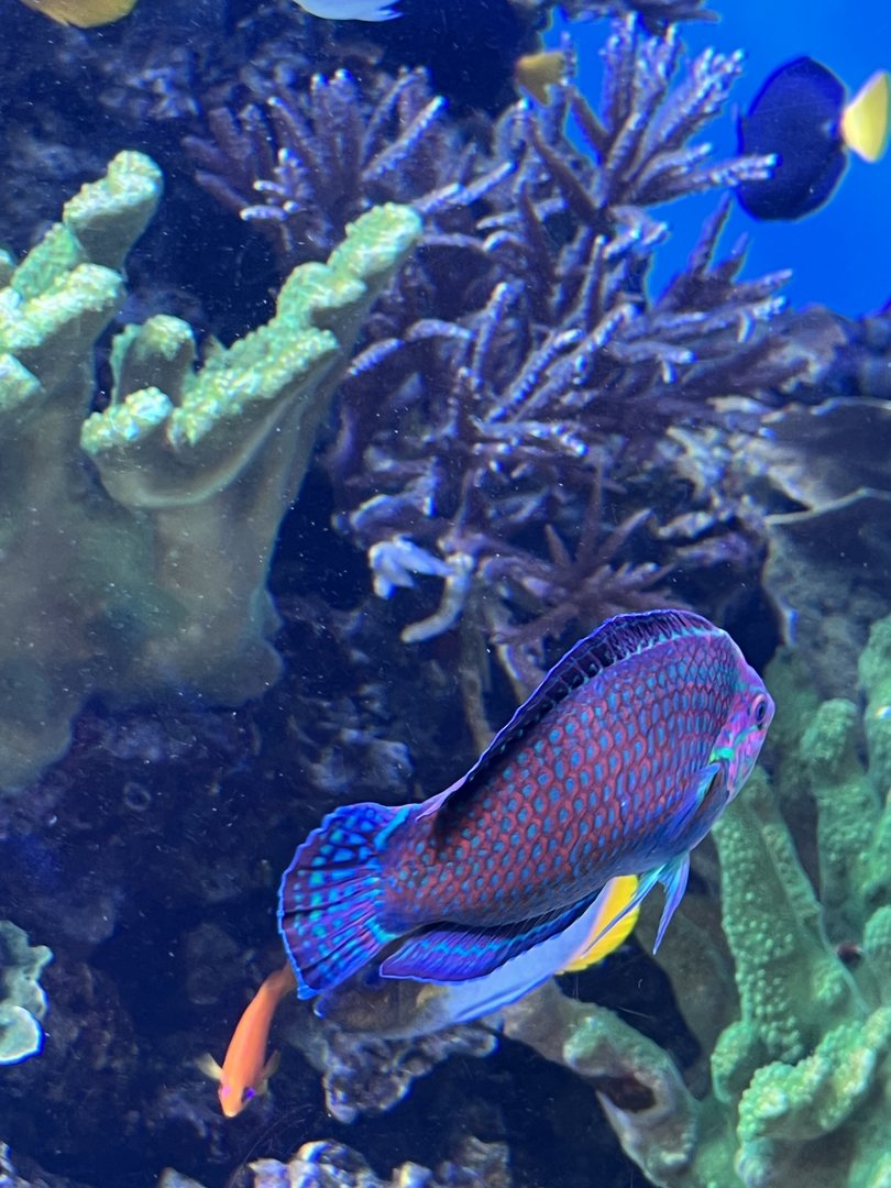 Wrasse ID