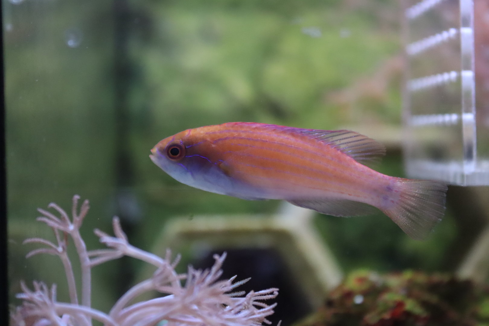 Wrasse ID