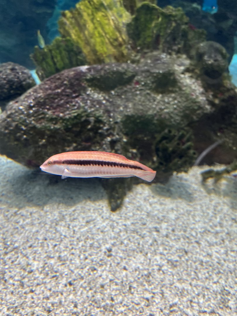 Wrasse ID