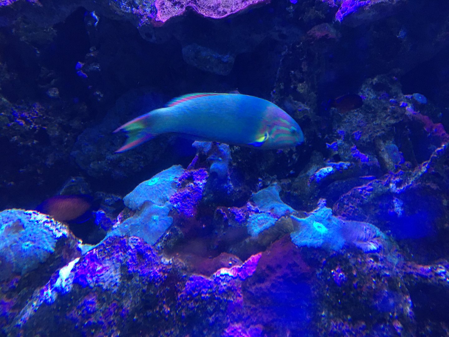 Wrasse ID?