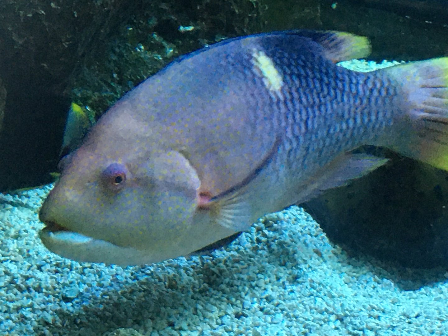 Wrasse ID?