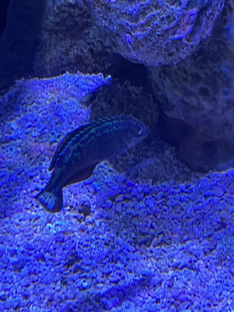 Wrasse ID