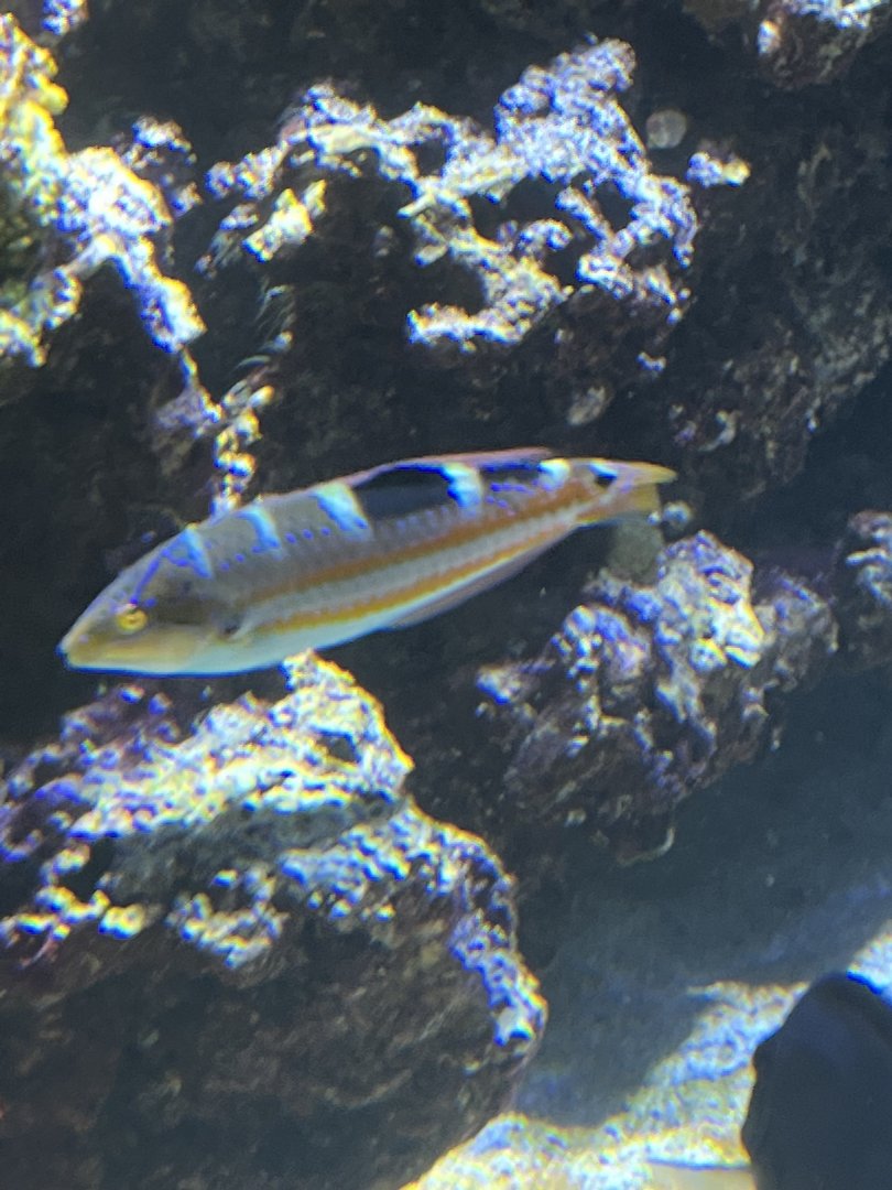 Wrasse ID