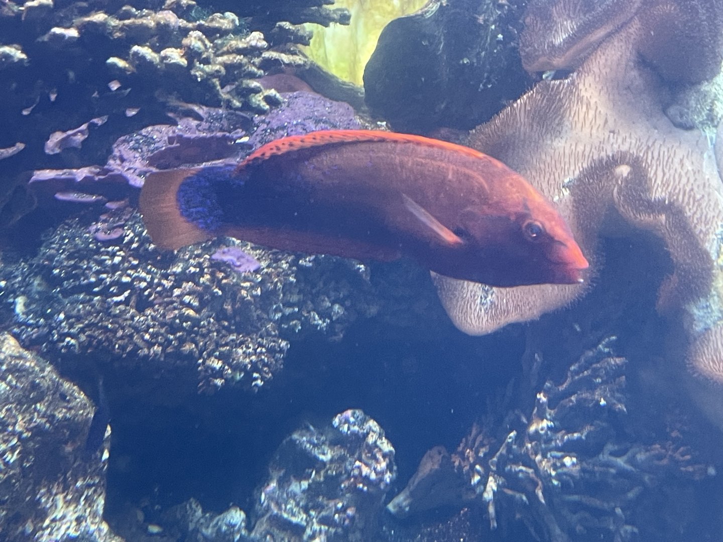Wrasse ID?