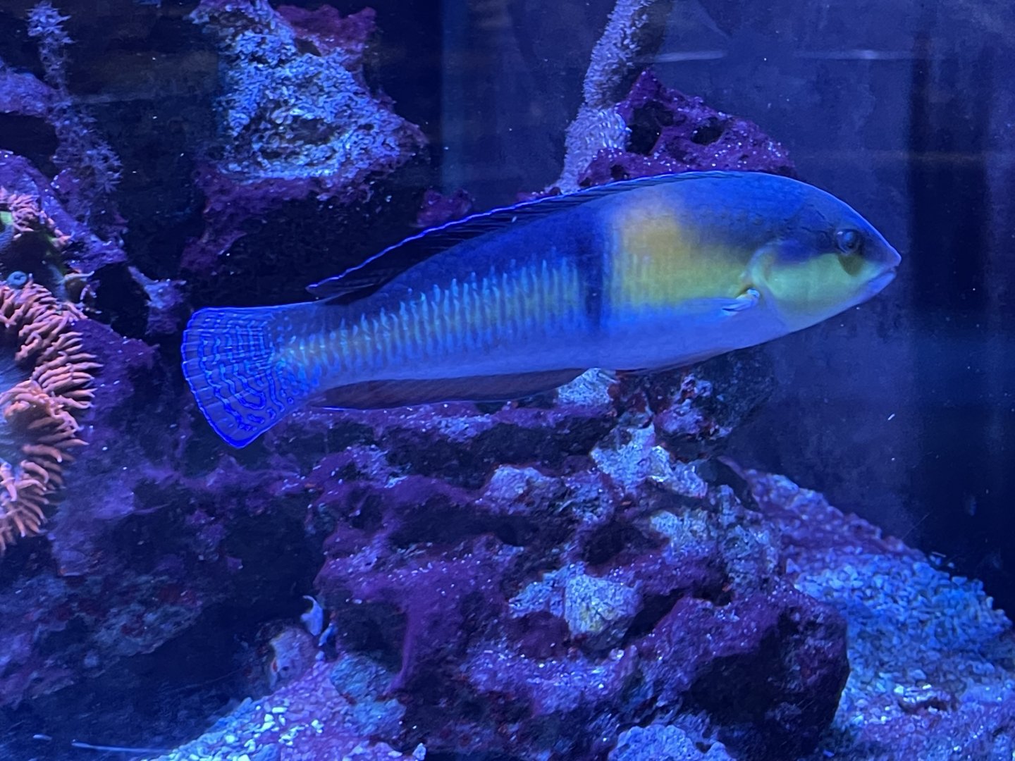 Wrasse ID?