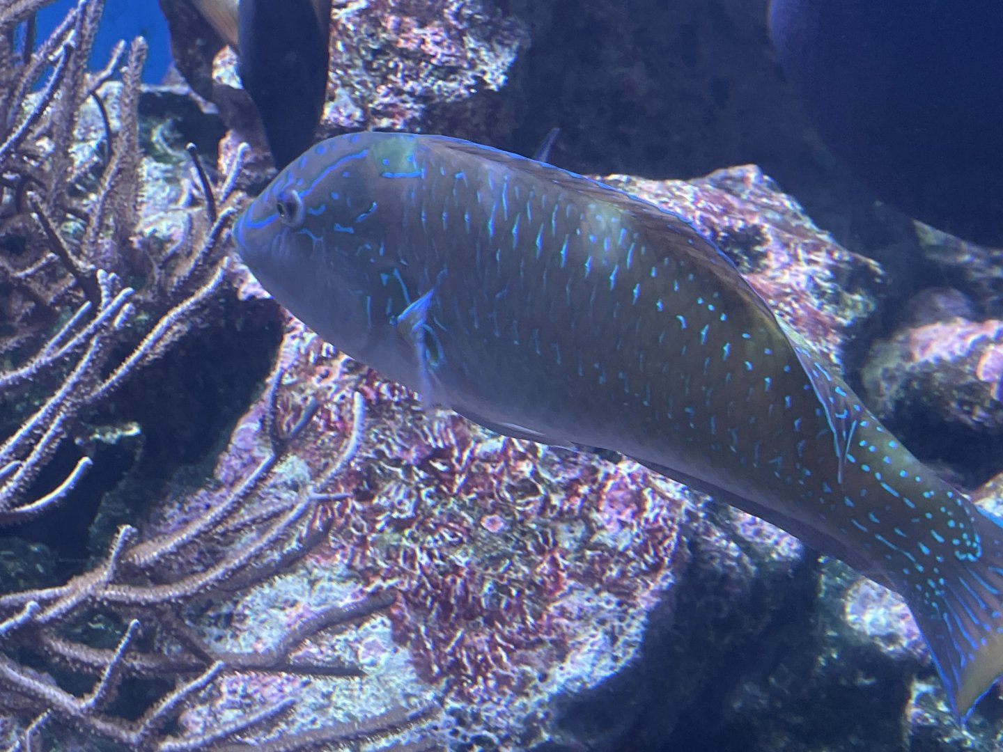 Wrasse ID?