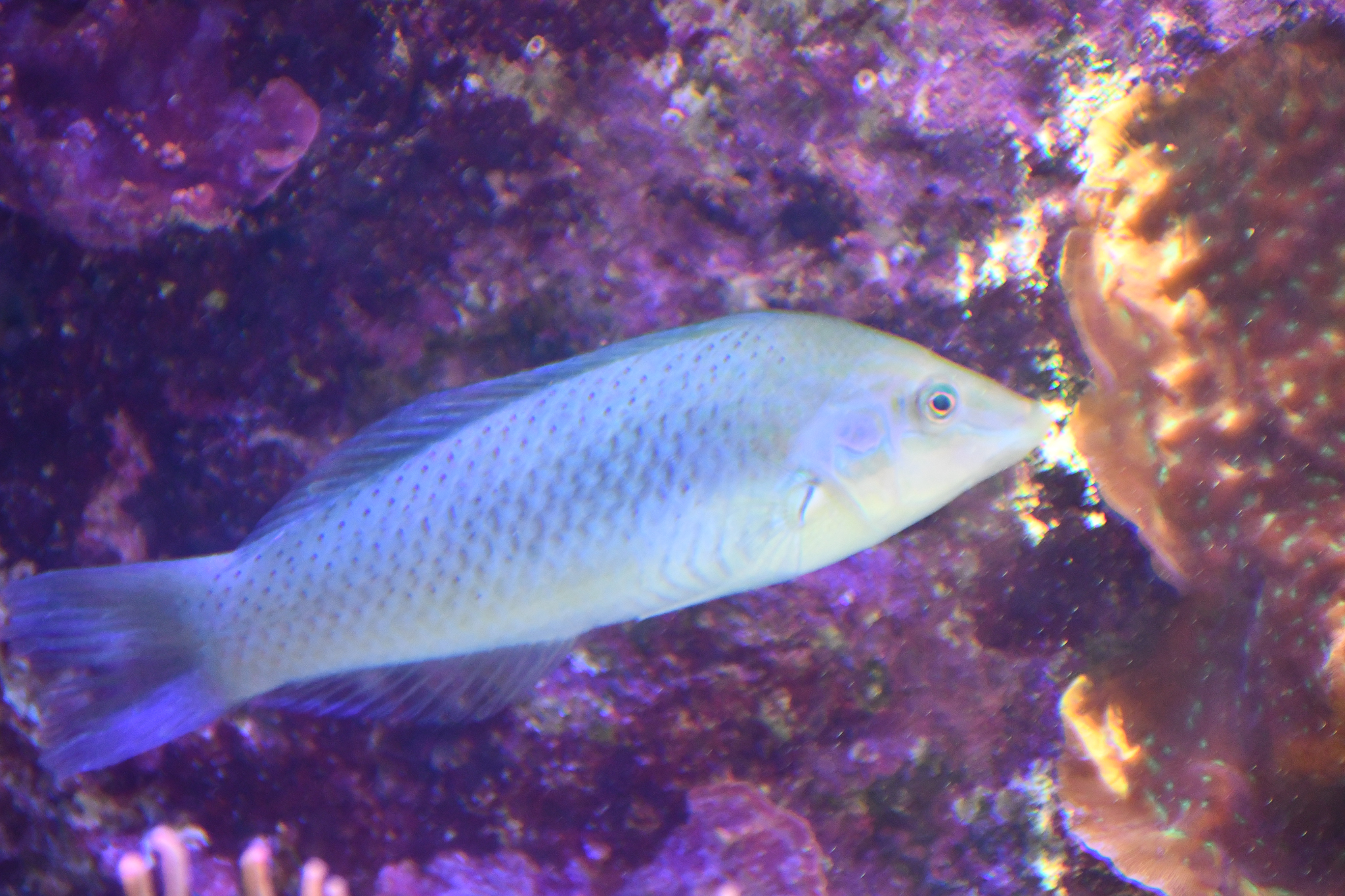 Wrasse ID
