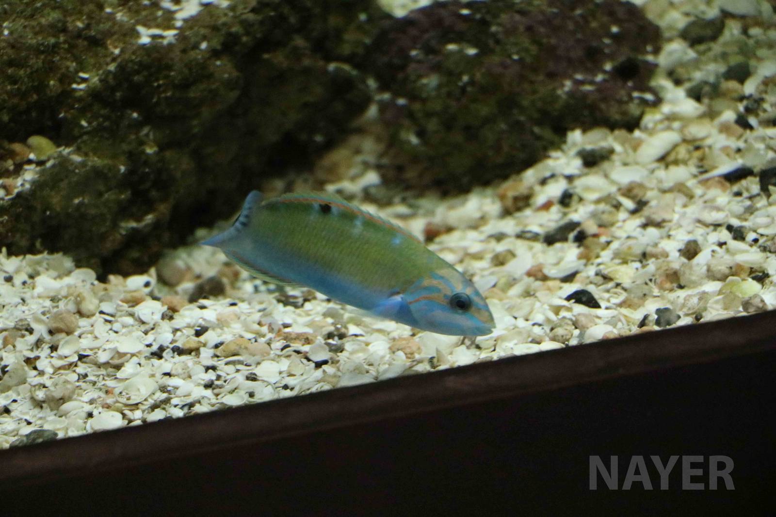 Wrasse - Mendoza Aquarium, April 2016