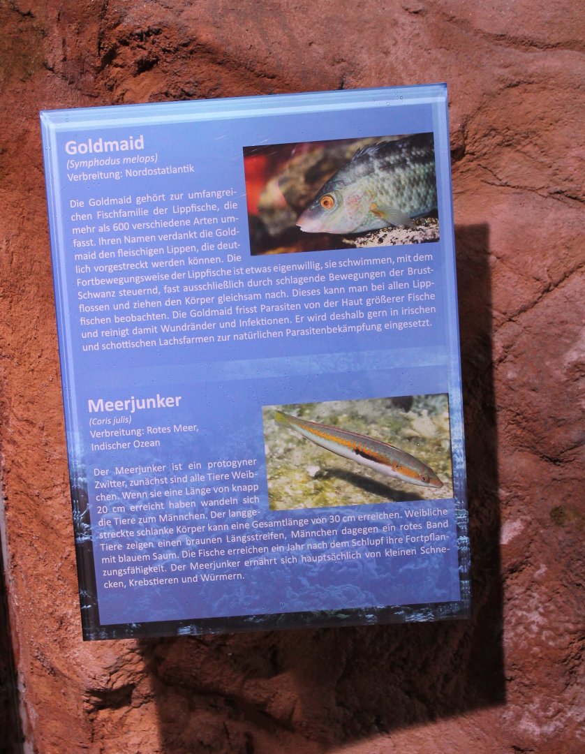 Wrasse signs
