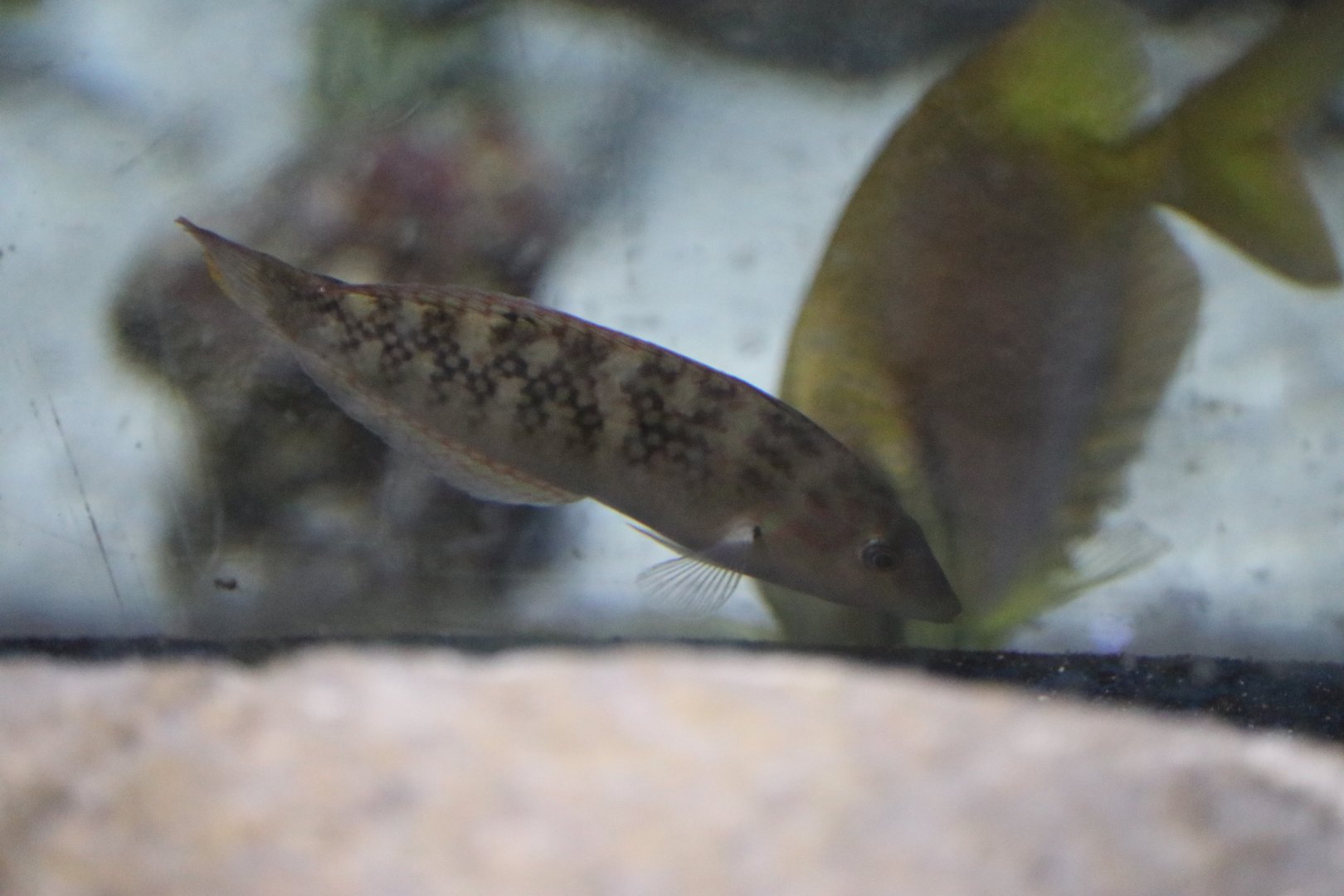 Wrasse sp?