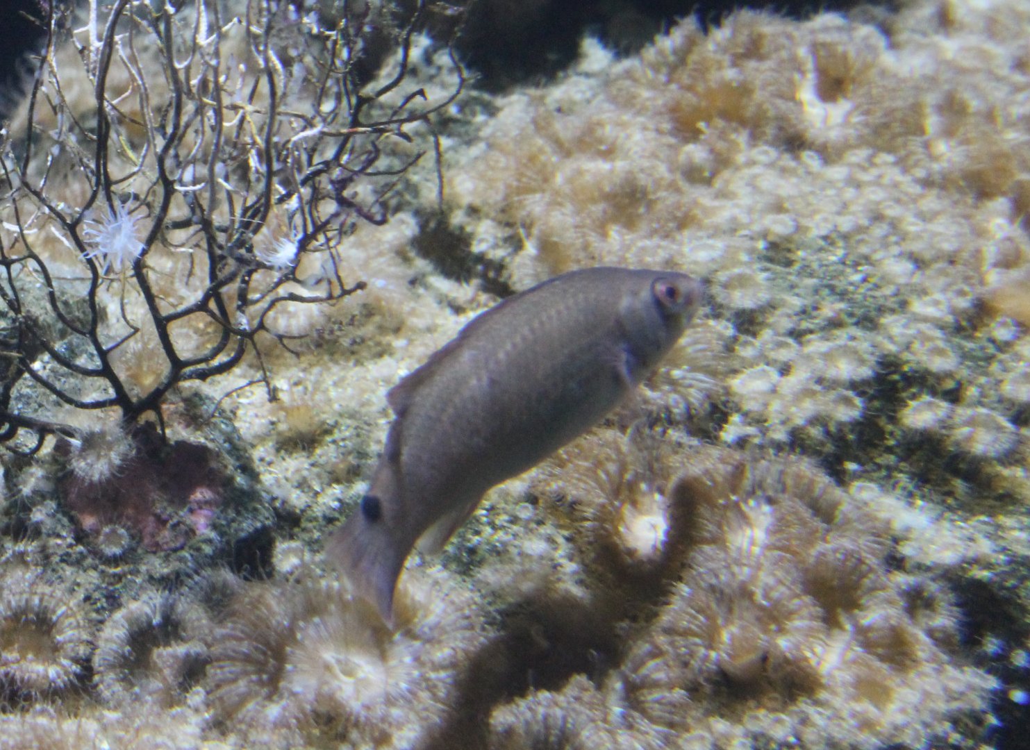 Wrasse-species