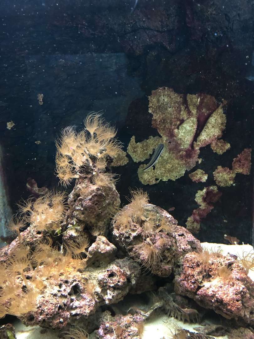 Wrasse Tank at Aqua Vega