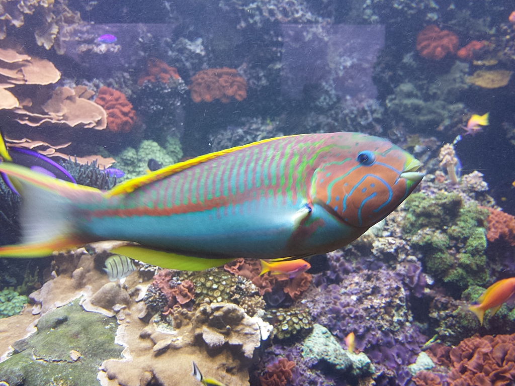 Wrasse