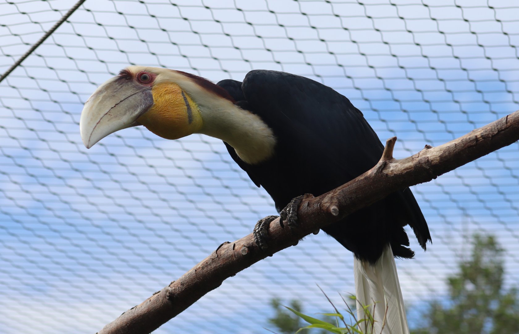 Wreathed hornbill - 1 July 2021