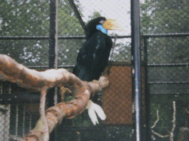 Wreathed Hornbill 1990.