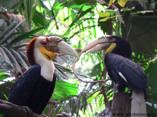 Wreathed hornbill (Aceros undulatus)