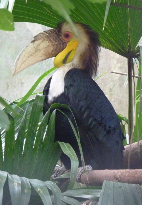 Wreathed hornbill (Aceros undulatus)
