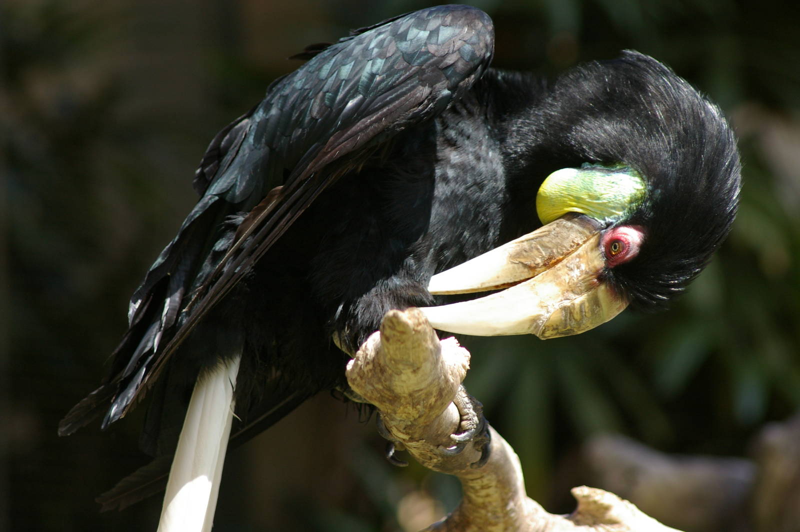 wreathed hornbill (Aceros undulatus)