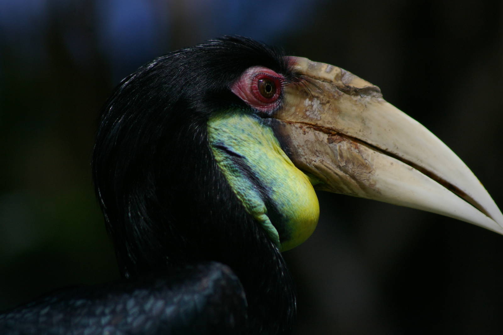 wreathed hornbill (Aceros undulatus)