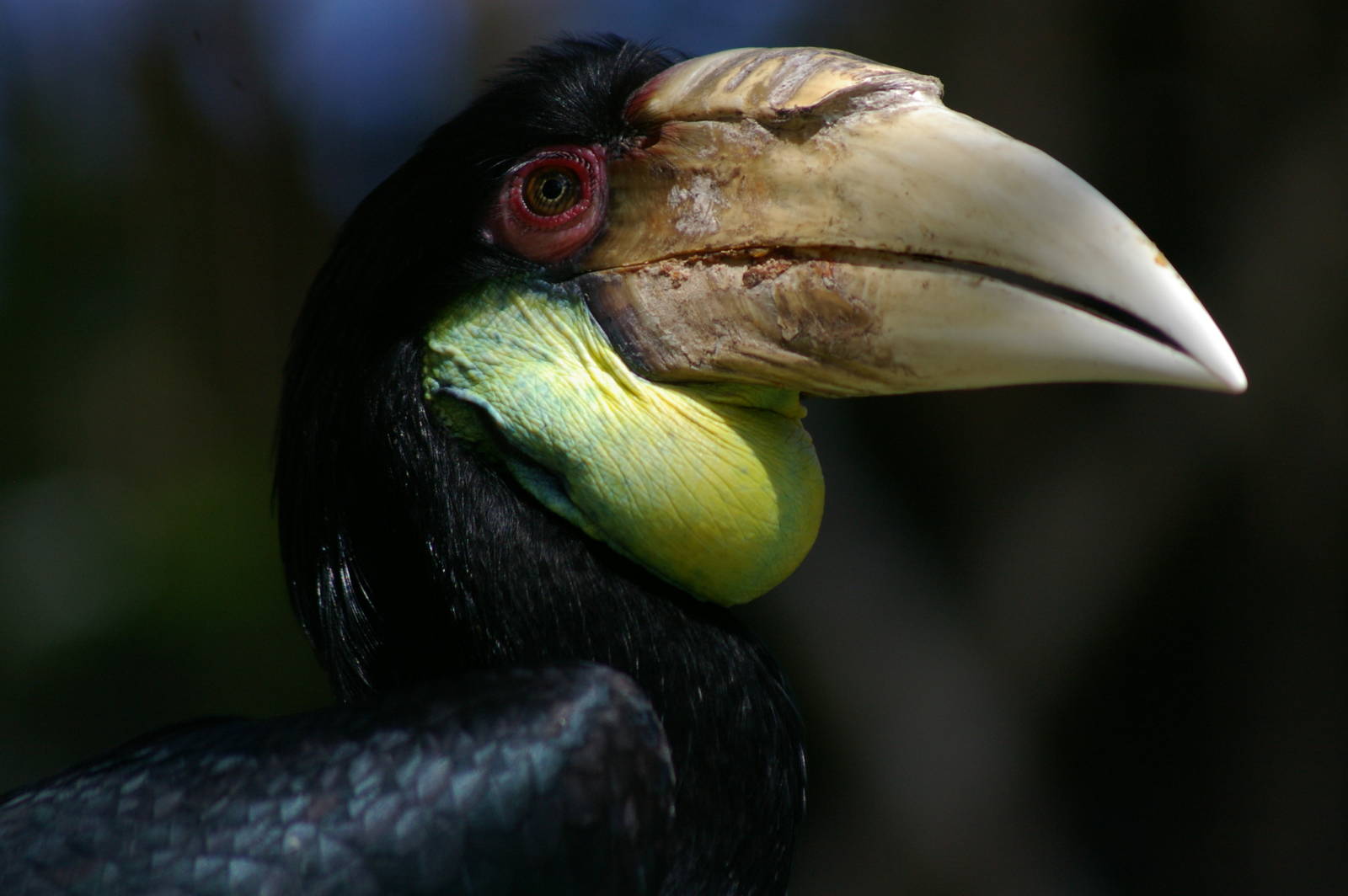 wreathed hornbill (Aceros undulatus)