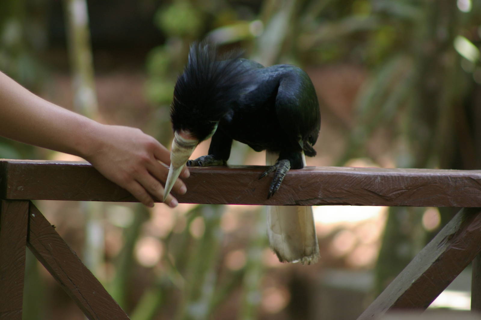 wreathed hornbill (Aceros undulatus)