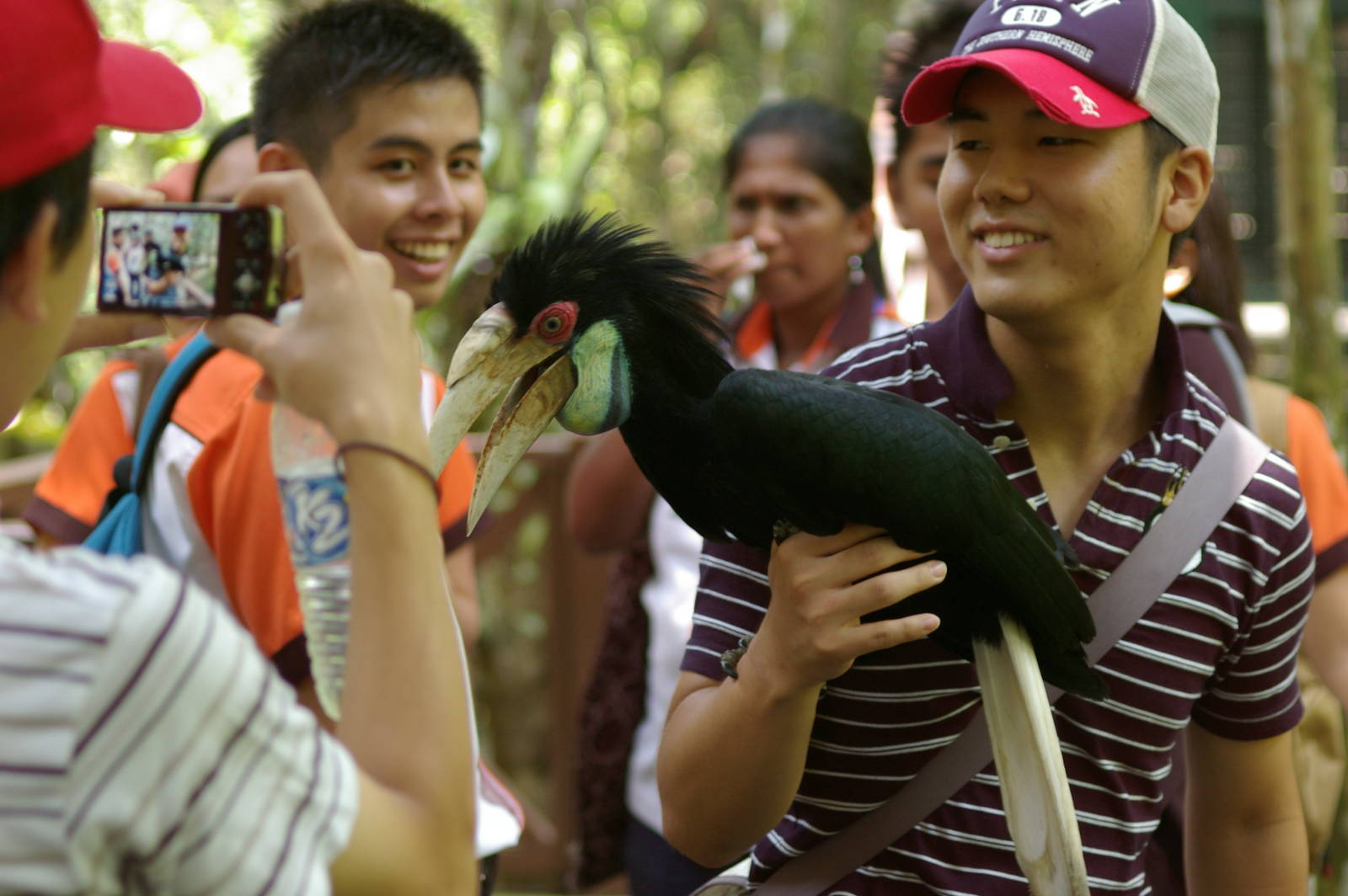 wreathed hornbill (Aceros undulatus)