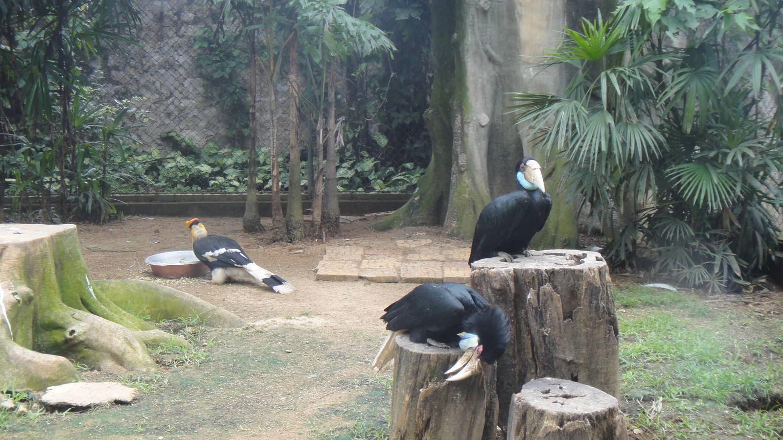 Wreathed hornbill and Great hornbill at Nanning zoo 2013-4-27