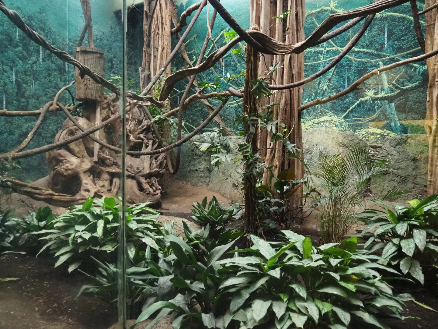 Wreathed hornbill and red junglefowl exhibit (Nov 10th, 2018)