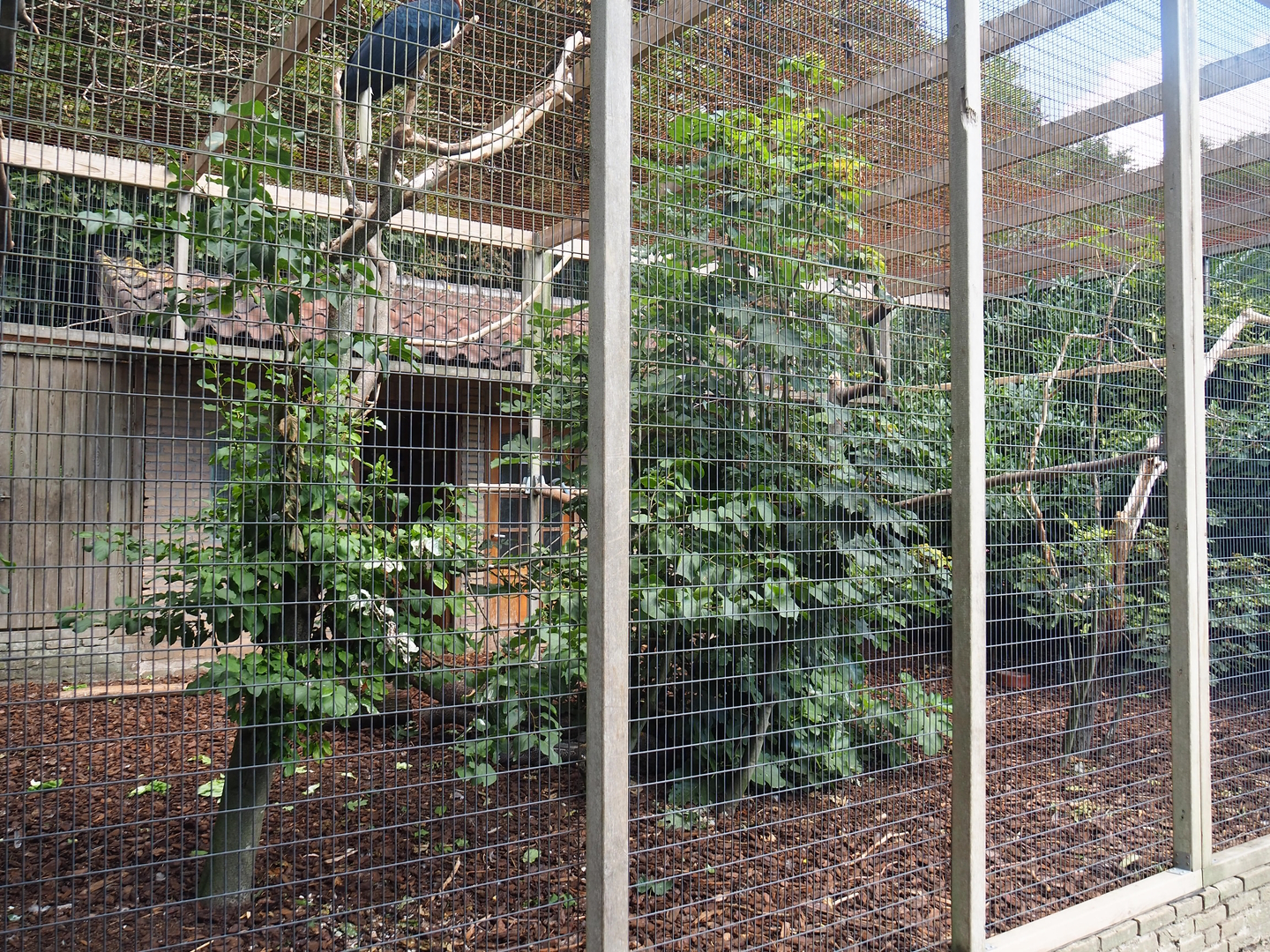 Wreathed hornbill, Argus pheasant, Lady Amherst's pheasant and Asian azure-winged magpie aviary, 2022-08-28