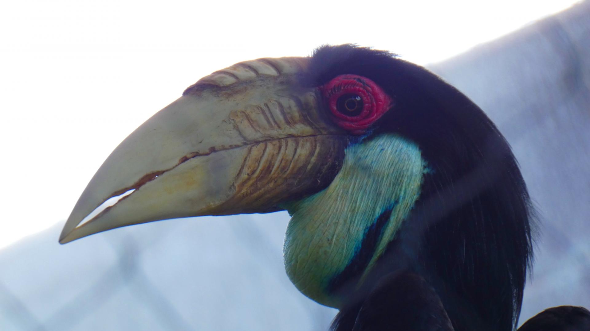 Wreathed Hornbill, Asia: Land of the Tiger - June 2022