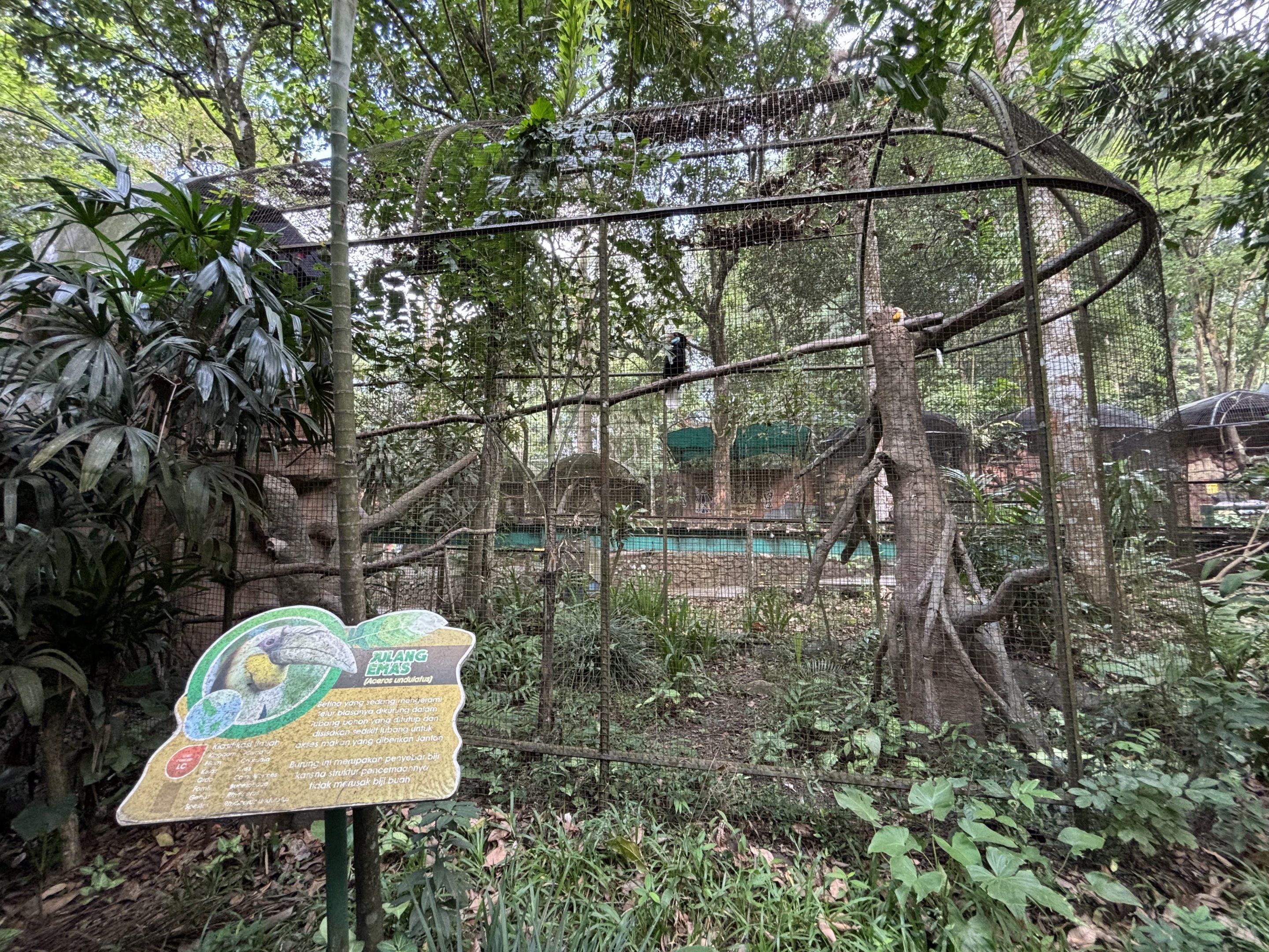 Wreathed Hornbill Aviary #1 - Bird Forest