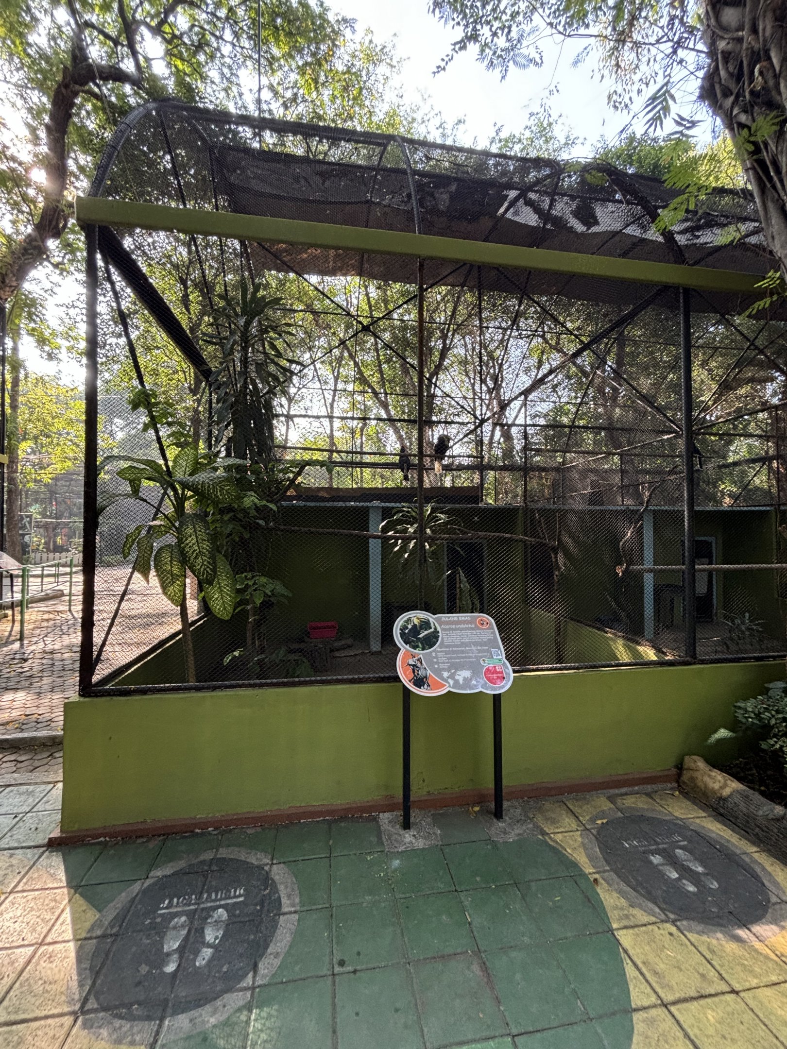 Wreathed Hornbill Aviary #1