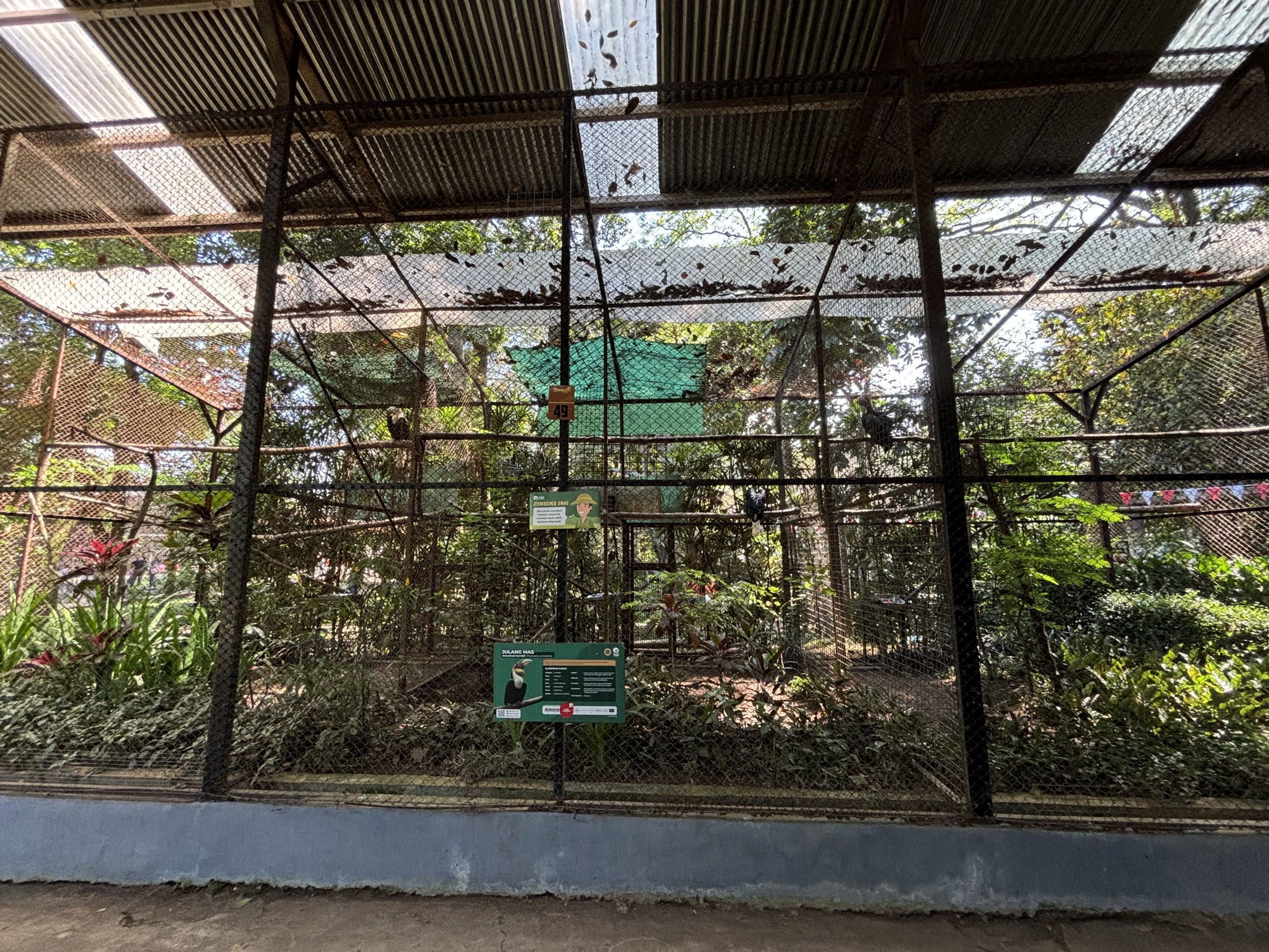 Wreathed Hornbill Aviary #1