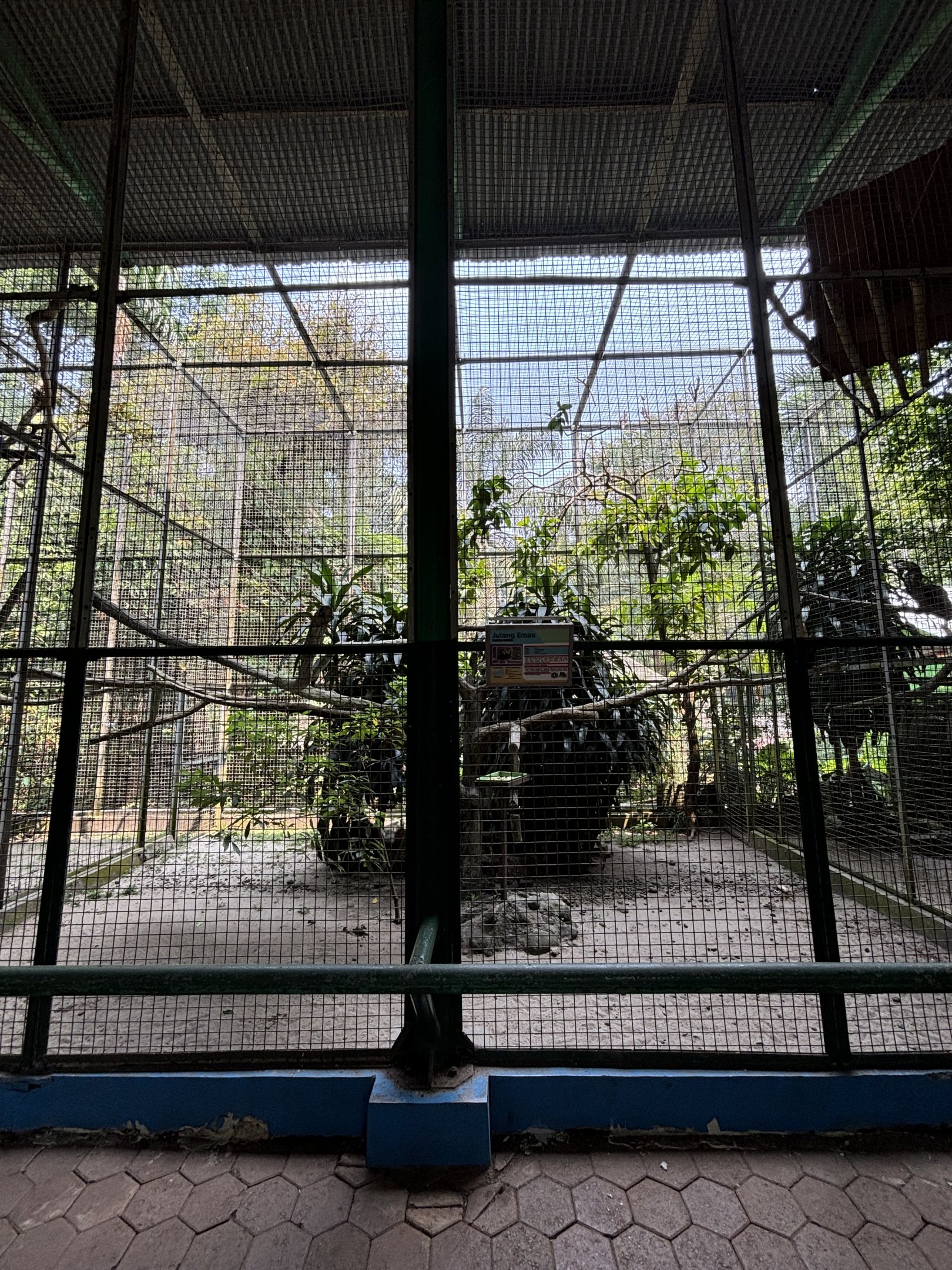 Wreathed Hornbill Aviary #1