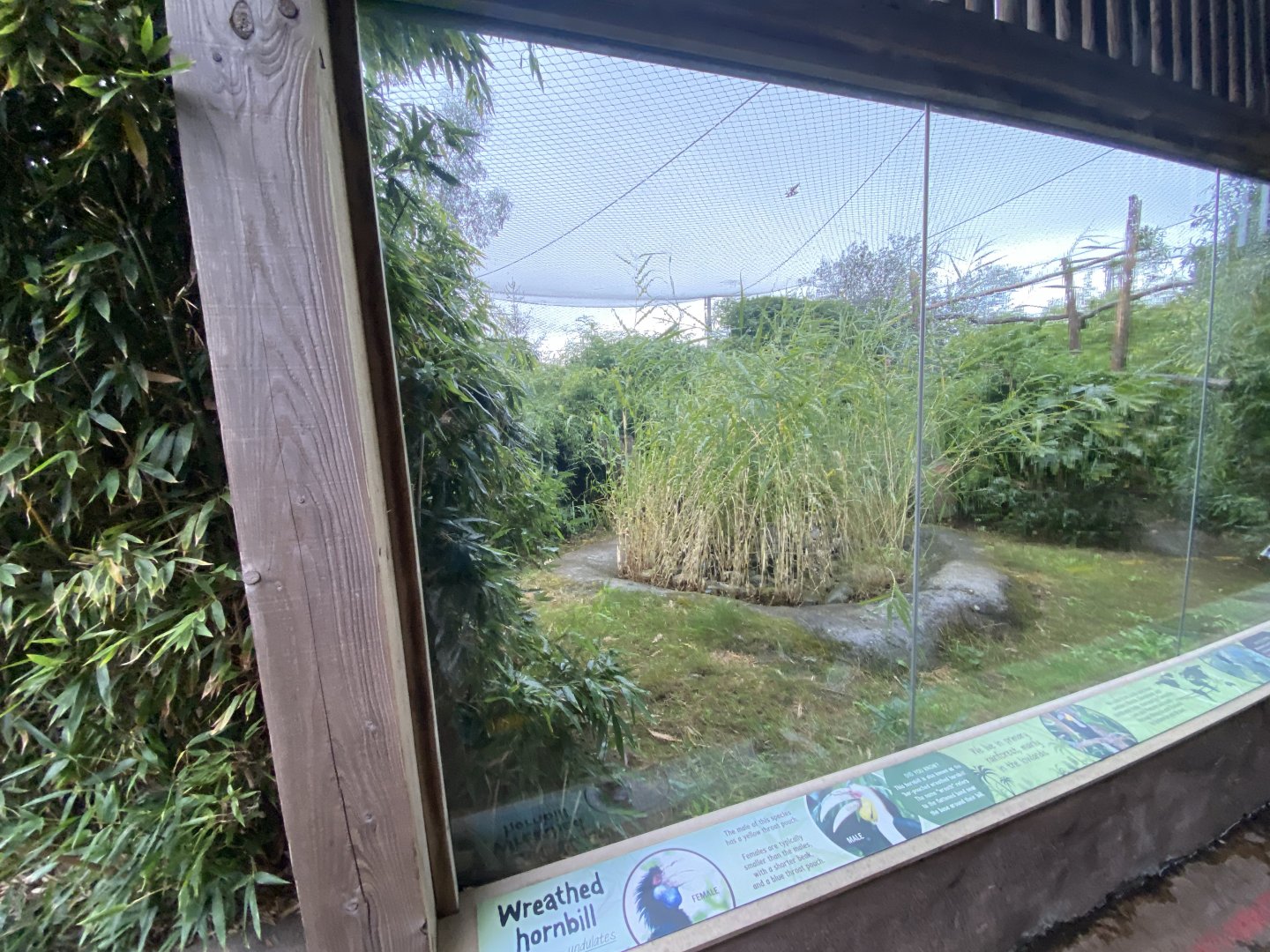 Wreathed hornbill aviary 110925