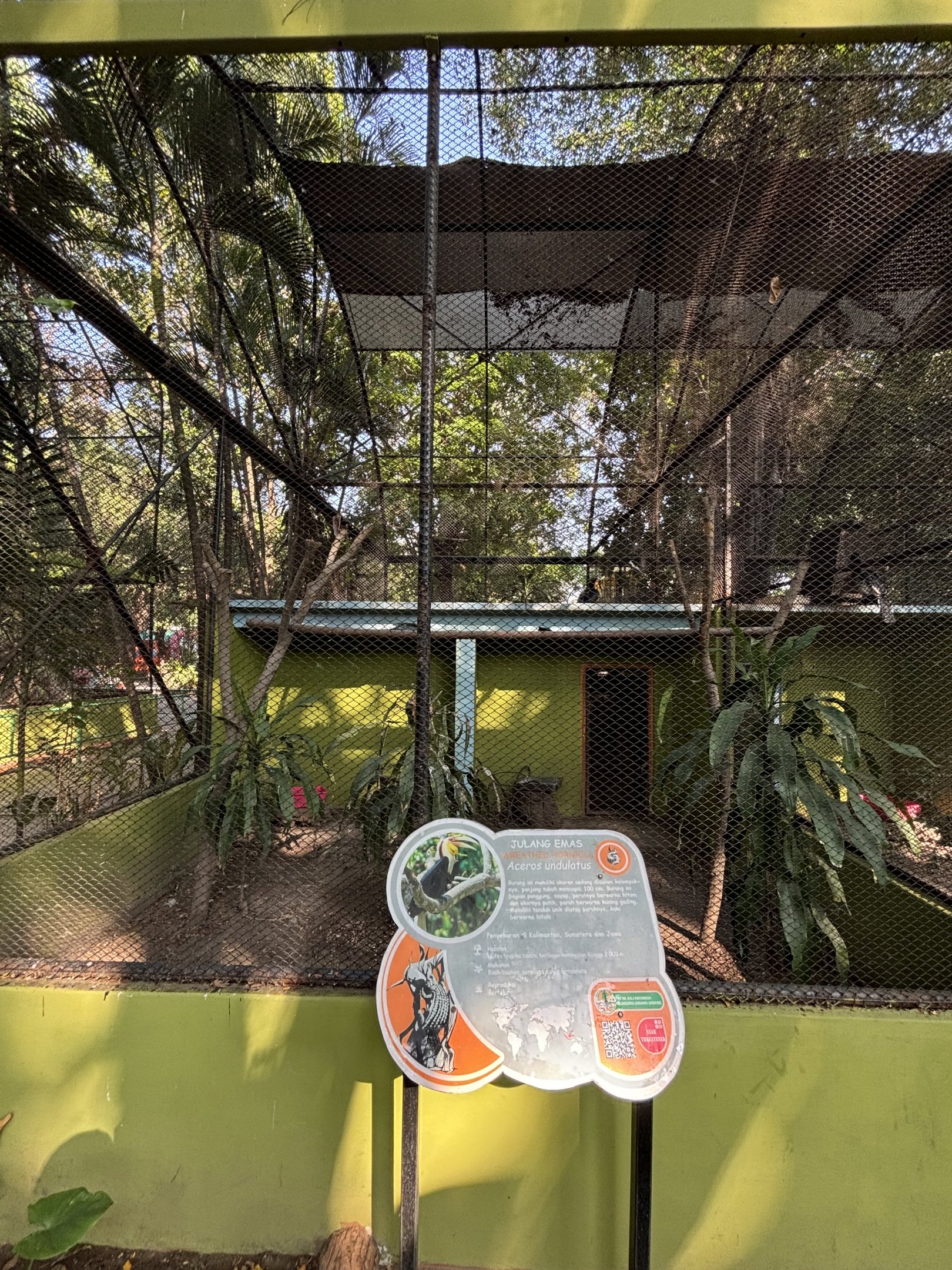 Wreathed Hornbill Aviary #2