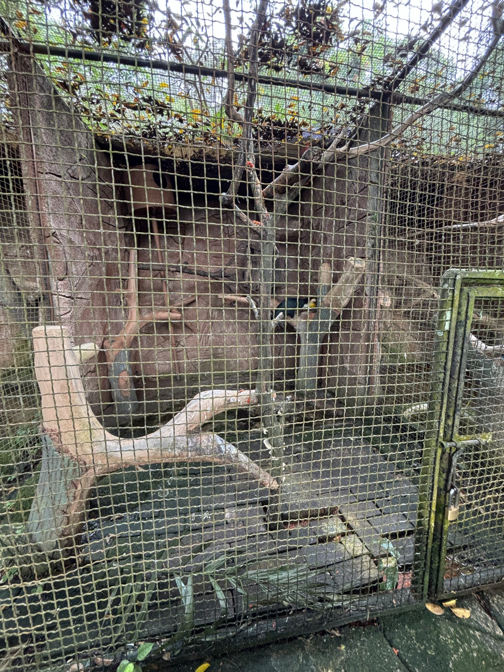 Wreathed Hornbill Aviary #2